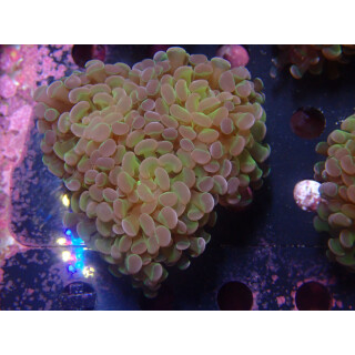 Euphyllia paraancora "Hologram" DNZ 4-5P