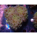 Euphyllia paraancora "Hologram" DNZ 4-5P