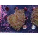Euphyllia paraancora "Hologram" DNZ 2-3P
