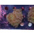 Euphyllia paraancora "Hologram" DNZ 2-3P