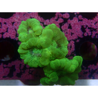 Caulastrea furcata neongreen DNZ