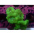 Caulastrea furcata neongreen DNZ