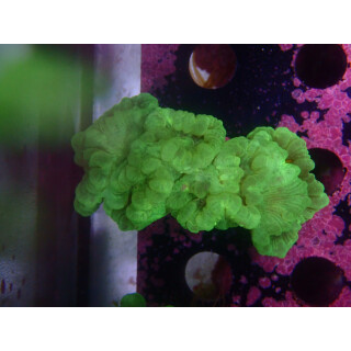 Caulastrea furcata neongreen DNZ