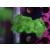 Caulastrea furcata neongreen DNZ