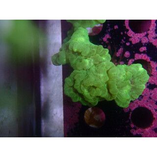 Caulastrea furcata neongreen DNZ