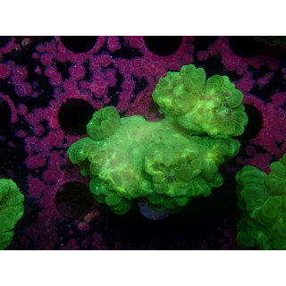Caulastrea furcata neongreen DNZ