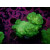 Caulastrea furcata neongreen DNZ