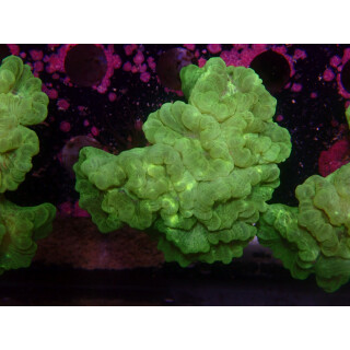 Caulastrea furcata neongreen DNZ