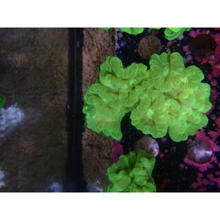 Caulastrea furcata neongreen DNZ