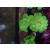 Caulastrea furcata neongreen DNZ