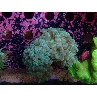 Caulastrea furcata mintgreen DNZ
