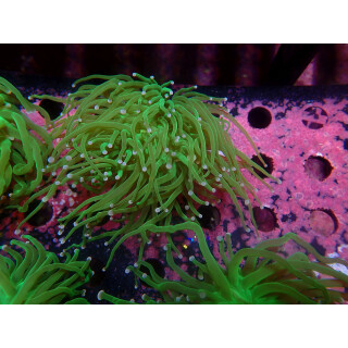 Euphyllia glabrescens green DNZ 1-2P