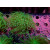 Euphyllia glabrescens green DNZ 1-2P