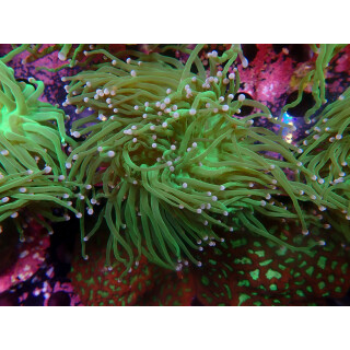 Euphyllia glabrescens green DNZ 2-3P