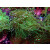 Euphyllia glabrescens green DNZ 2-3P