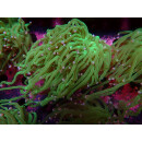 Euphyllia glabrescens green DNZ 2-3P