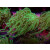 Euphyllia glabrescens green DNZ 2-3P