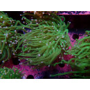 Euphyllia glabrescens green DNZ 2P
