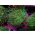 Euphyllia glabrescens green DNZ 2P