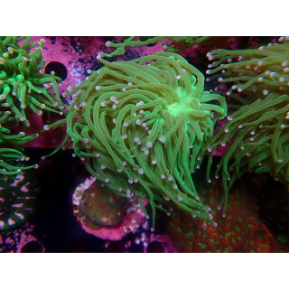 Euphyllia glabrescens green DNZ 2P