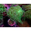 Euphyllia glabrescens green DNZ 2P