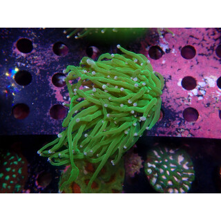 Euphyllia glabrescens green DNZ 3-4P