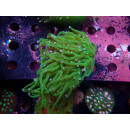 Euphyllia glabrescens green DNZ 3-4P