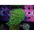 Euphyllia glabrescens green DNZ 3-4P