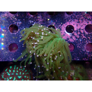 Euphyllia glabrescens green DNZ 1-2P