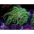 Euphyllia glabrescens green DNZ 2-3P
