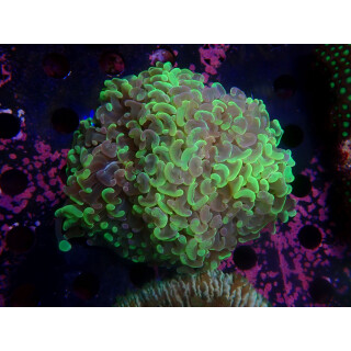 Euphyllia paraancora Farmzucht