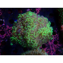 Euphyllia paraancora Farmzucht