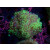 Euphyllia paraancora Farmzucht