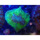 Acanthophyllia sp. green L