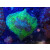 Acanthophyllia sp. green L
