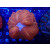 Cynarina sp. orange