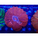 Cynarina sp. red