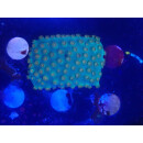 Cyphastrea sp. DNZ small