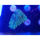 Cyphastrea sp. DNZ small