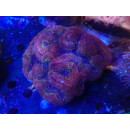 Symphyllia sp. red large