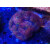 Symphyllia sp. red large