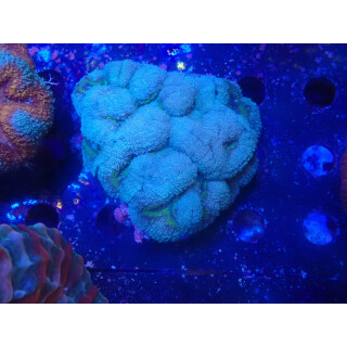 Symphyllia sp. green small