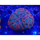 Acanthastrea (Micromussa) lordhowensis Farmzucht red XL