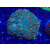 Acanthastrea (Micromussa) lordhowensis Farmzucht red XXL