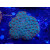 Acanthastrea (Micromussa) lordhowensis Farmzucht red XL