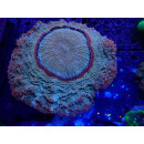 Acanthophyllia sp. special XL