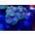 Lobophyllia Lobophyllia hemprichii Farmzucht gold XL