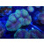 Lobophyllia Lobophyllia hemprichii Farmzucht gold XL