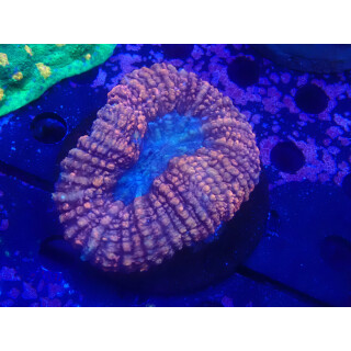 Lobophyllia Lobophyllia hemprichii bicolor