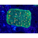 Echniopora sp. "Space Invader" DNZ lose L